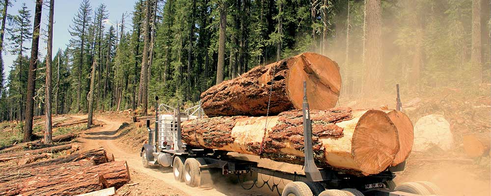 ДЕРЕВО И БУМАГА